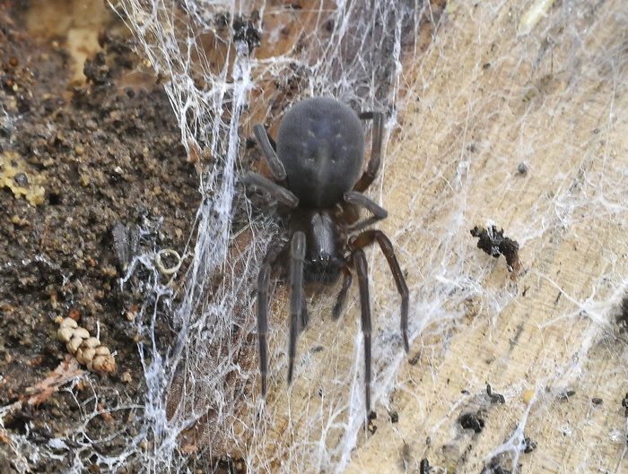 Amaurobius ferox - Castigniccia (Corsica)